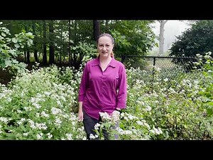 Mondays with Martha #120 - White Snakeroot