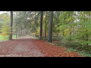 Autumn 2021 Walking in the Woods