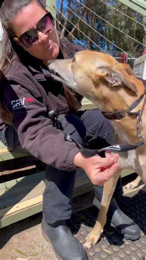 22K views · 865 reactions | Ronaldo gives THE BEST kisses . What a gorgeous boy he is! He is only new into our kennels so we will know more shortly about what sort of home he would be best suited to. If you’d like to be penciled in to meet this absolutely charming lad please give us a call on 57990166 . | Greyhound Adoption Program VIC | Facebook