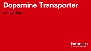Dopamine Transporter antibodies from Thermo Fisher Scientific