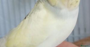 Superb home bred beautifully coloured baby budgies for sale in Birkenhead | Pets4Homes