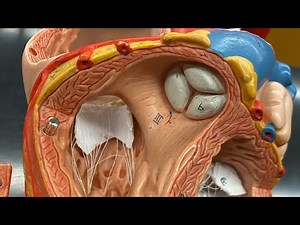 Heart anatomy model walkthrough