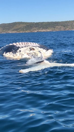 Nature Is Metal on Instagram: "Get While The Gettings Good 📽 by @hughietowner When a whale dies, it often floats on the ocean surface because gases from decomposition build up inside the body, making it buoyant like a balloon. This floating stage gives sharks, fish, and seabirds in the upper ocean a chance to feed on it. How long this lasts can vary a lot based on things like water temperature, the whale's size, and how much scavenging happens, but it typically ranges from a few days to a coupl