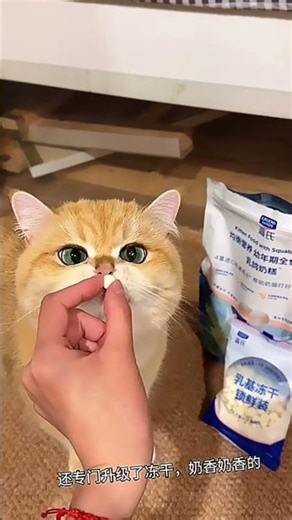 Funny Animals Blowing Up Online For Stress Relief