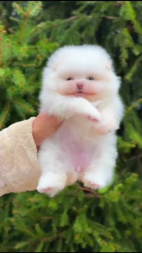 Adoring My Little Miracle Pomeranian Puppy