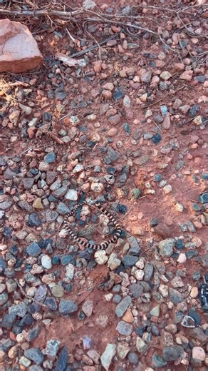 A pencil-thin, candy-striped baby ground snake slithered into view. 🐍 | Critter Control of Northern Arizona