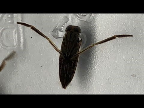 A SWARM of Pet Backswimmers and More from ‪@bugsincyberspace‬ !