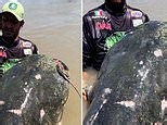 Angler catches world record 9ft 4¼in catfish in Italian river