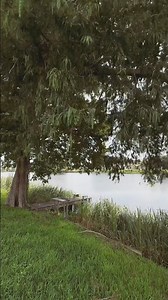POV: Your RV Site Has Views Like This 🐊