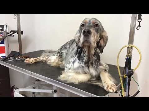 Examples of English Setter Dog Grooming - tools used in description K9 Dog Groomers Rebecca Goutorbe