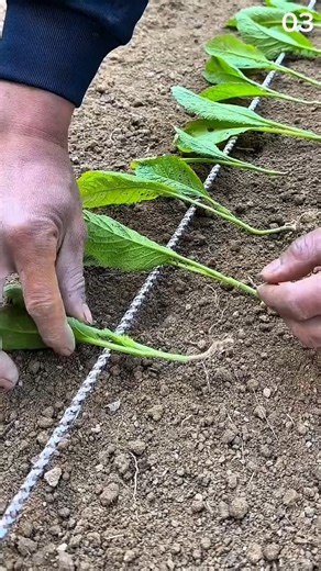 Planting seedlings in straight row using guide string