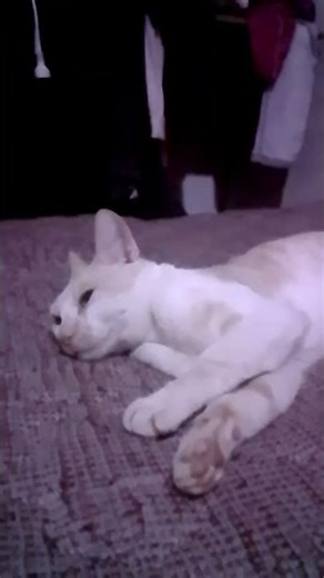 sí odias a Jesús salta este video pero si amas a Jesús dale like y suscríbete