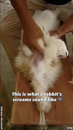Did you know a rabbit can scream? 💔