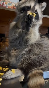 365 reactions · 66 comments | Diddles gave us a food review this...