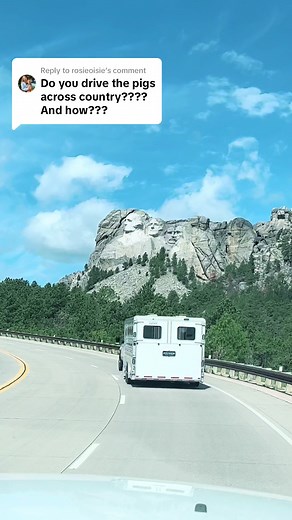 Replying to @rosieoisie driving across country with our showpigs! #showpigs #pigshow