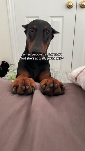 Understanding Doberman Dogs: Gentle Giants Unveiled