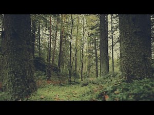 Deep Forest Woodland Floor | Motion Worship