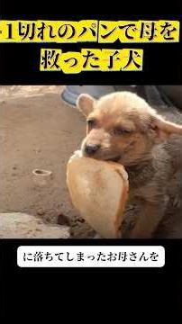 "Help My Mom!" A Puppy, Trembling While Holding a Single Piece of Bread, Begged a Human for Help....