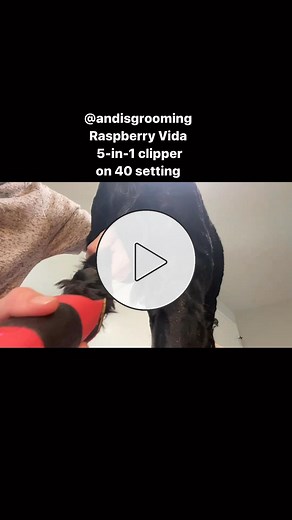5.3K views | "The fuzziest feet make the cutest teddy bears!" –@roseandfriends_petcare Featuring a slim, lightweight profile that makes it easy to tackle hard-to-reach areas, the Raspberry Vida Clipper allows groomers like 핪할핦 to craft and shape pretty paws, every time.  Head to https://bit.ly/Andis-VidaCordlessRaspberry to learn more. #CREATEYOURWAY #ANDISGROOMINGUK | Andis Grooming UK | Facebook