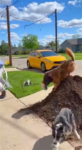 These clever dogs taught this impudent young canine the art of obedience