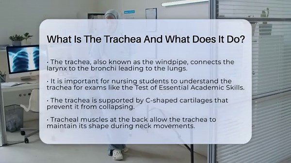What Is The Trachea And What Does It Do? - Nursing Knowledge Exchange