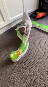 Every four-legged friend should have an interactive toy 🧠 Benefits of an interactive toy: ✨ Builds up self - esteem ✨ Teaches concentration ✨ Improves bonds between owner and pet ✨ Satisfies true instincts ✨ Helps to reduce stress ✨ Can calm hyperactive pets ✨ Perfect to distract from Guy Fawkes celebrations There are different types and levels of interactive toys: shop our large range, or ask our friendly team in-store for your pets best fit. Suitable for everyone: dogs, cats and more! https:/