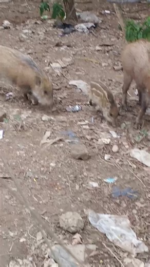 Adorable Baby Pig Enjoys Feeding Time
