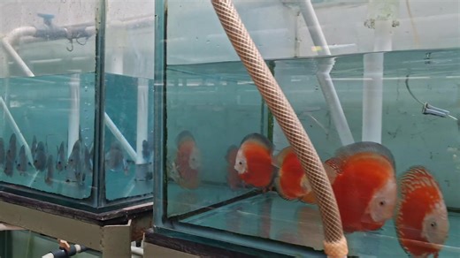 Kanari Discus Fish Farm on Reels