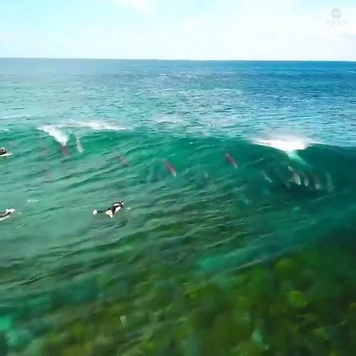 153K views · 4.8K reactions | SURF'S UP! Drone footage captured a pod of dolphins joining surfers in Sydney, gliding along in the waves below them. Source: ABC News | 23ABC Bakersfield | Facebook