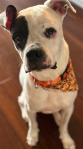 Randy is a 5-year-old neutered male weighing 50 lbs, heartworm negative, and described as gentle, dainty, and tolerant in playgroups. Randy is a sweet senior boy who’s struggling to eat enough to maintain a healthy weight and may be experiencing some fear, anxiety, or stress in the shelter environment Randy is a quiet companion who enjoys calm outings and gentle affection. He’s housebroken, knows several commands like sit, down, shake, stay, and recall, and walks beautifully on leash. He’s had p