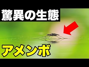 驚きのアメンボ生態解明！水上のスケーティング巧者が明かす、500種もの秘密！
