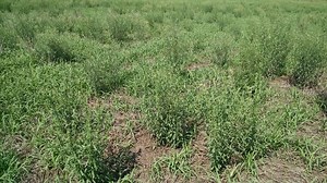 Soja: novo herbicida da Ihara já poderá ser comprado para uso nesta safra 20/21