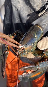 Removing barnacles from a lobster #maine #lobster #sustainable #forthefuture #commercialfishing #seafood #interesting #didyouknow #education #learn #boat #saving #helping | Jacob Knowles