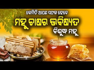 ମହୁ ଚାଷର ଭବିଷ୍ୟତ କେମିତି ରହିଛି || How to Start Honey Bee farming in Odisha. #honeybee