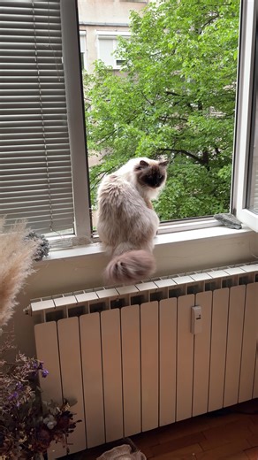 Checking his windows🐾🐾🐾 #cat #catlover #spring #кот #невский