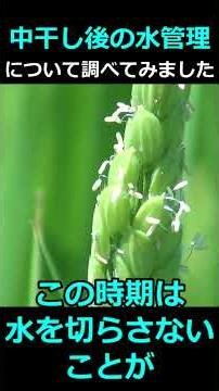[Water Management After Mid-Season Drainage] Keys to High Quality and High Yield: How to Manage W...