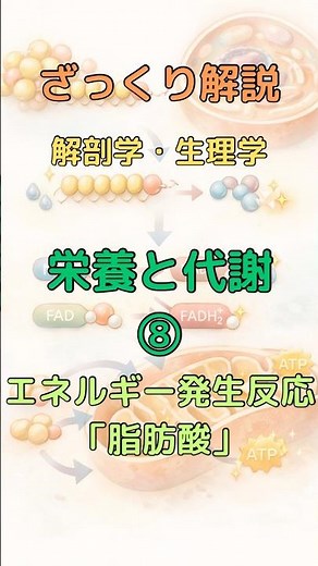 ざっくり解説 解剖学・生理学 栄養と代謝⑧ エネルギー発生反応「脂肪酸」 #柔道整復師学生#理学療法士 #解剖学 #看護師 #看護学生 #shorts