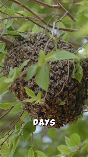 Bee Waggle Dance Explained 🐝🗺️ || #animalfacts #bee @AnimalMysteries-YT