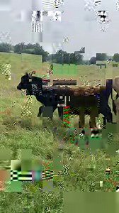 Cow Call! - moving this herd back into their home pasture (south pasture) after moving trees and repairing fences. If you watch until the end you can see Carl and a lot of the new calves. | Texas Rancher