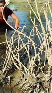 woman Catching Frog and meet crocodile #frog #crocodile | Uncle Bee Recipe