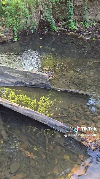 The canoe tree is still there.