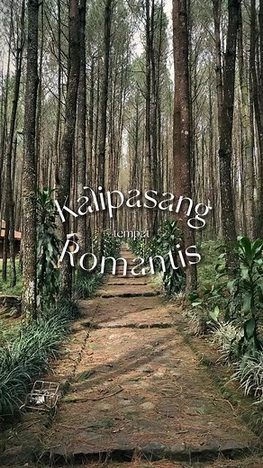 Tempat Romantis di Kab. Semarang: Hutan Pinus Kalipasang