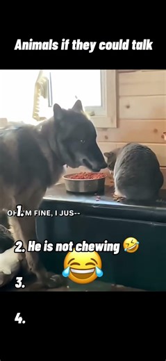 😂 Animals if they could talk 🐶🐱🗣️