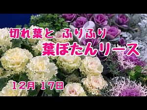 葉ぼたんリース切れ葉とふりふりフリルがかわいい葉牡丹でリースを作ります