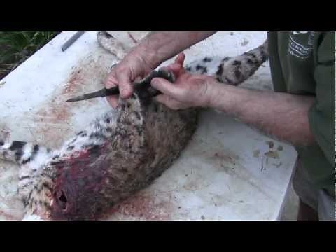 Testa's Taxidermy Tip's - One way to skin a Bobcat (Part 1)