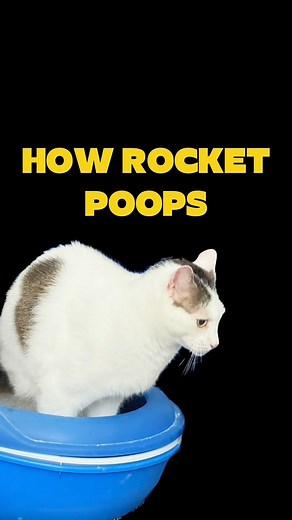Flint & Gürkchen & Rocket on Instagram: "Here is the Rocket poop video some of you requested  Most of the time his poop is in the litter box, but every once in a while it lands in front of it. #catsagram #twoleggedcat #fyp #cat #poop #specialcat"