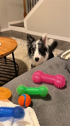 Border Collie Fetch Fun: A Dog Owner's POV