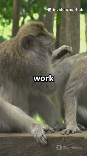 🐒 Top 3 Smartest Monkeys – You’ll Be Surprised! 🧠🌍