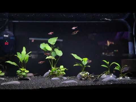 20 Gallon Long — German Blue Ram, Harlequin Rasboras, Corydoras — Live