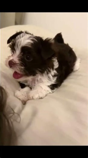 Biro Yorkie Dog Barking | Biro Yorkshire Terrier Barking